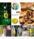 Piège à guêpes réutilisable pour apiculture, 5 à 100 pièces, attrape-abeilles en forme de fleur