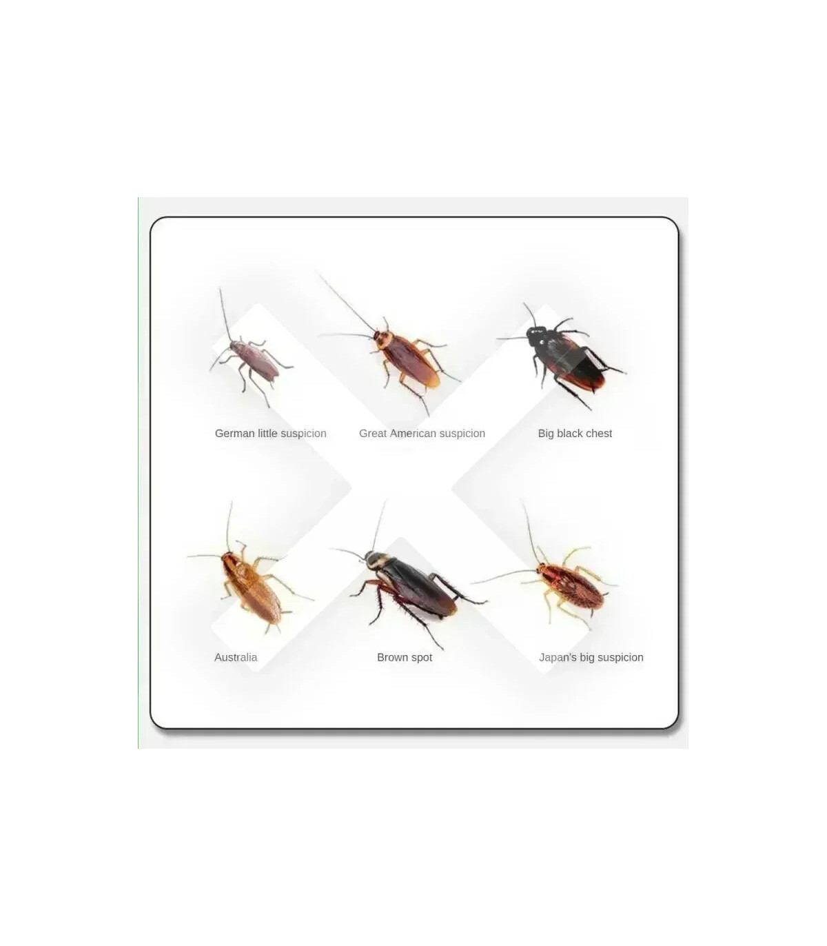 [10 PCS JP] Appât pour tuer les cafards, seringue, médecine pour tuer les cafards, piège anti-m