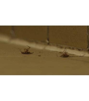cafards morts, insectes, infestation, sol, traitement anti-nuisibles, lutte