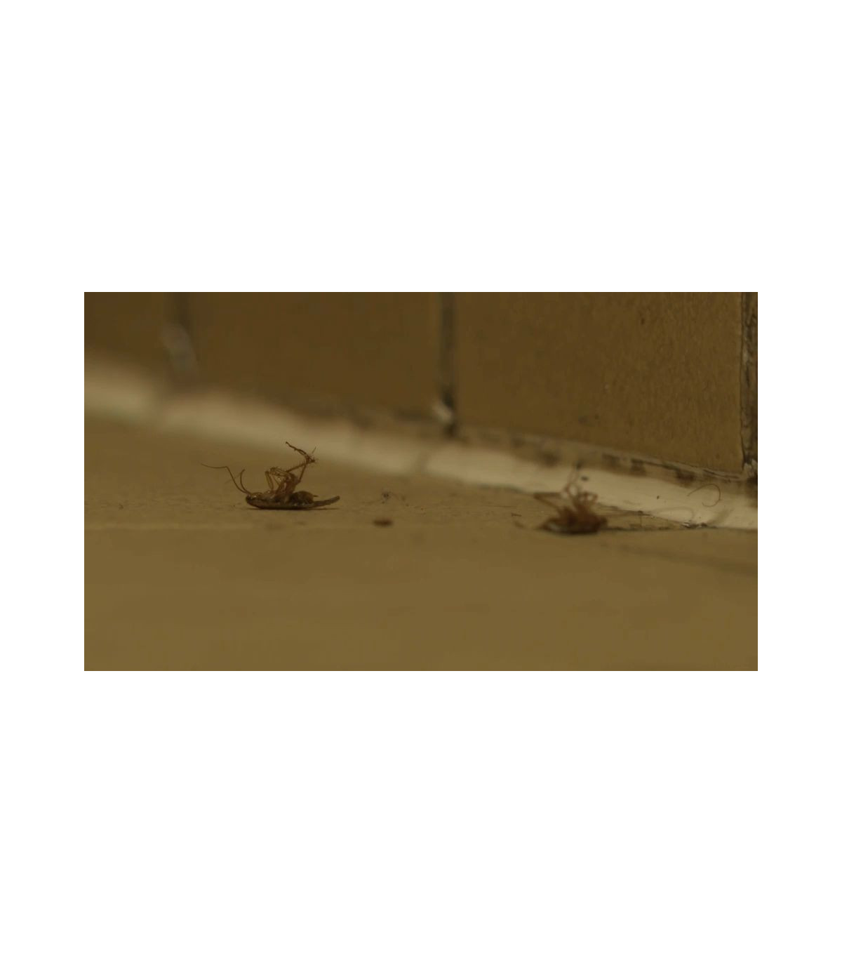 cafards morts, insectes, infestation, sol, traitement anti-nuisibles, lutte