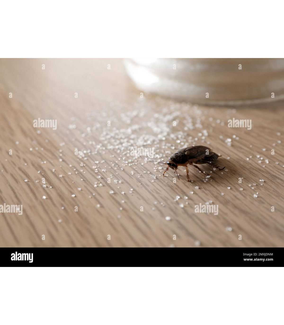 Anti-Kakerlaken-Produkte, Schaben, Kriechinsekten, Schädlinge, Insektizid 1 Stk