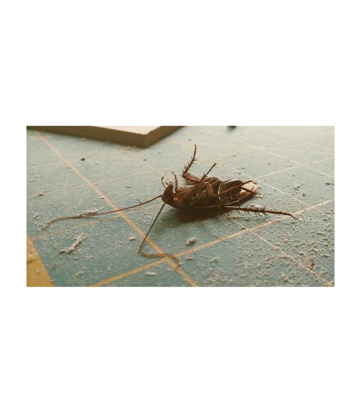 blatte morte, insecte nuisible, surface sale, lutte contre nuisibles, peu attirant