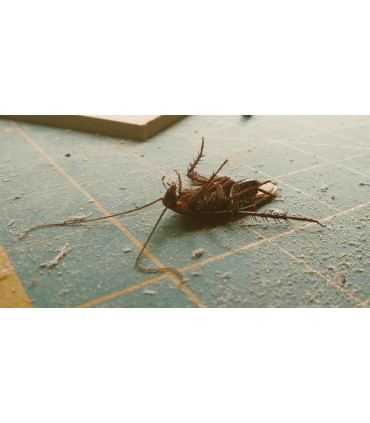 Ultra-powerful anti-cockroach product, Let's eradicate cockroaches - 10 sachets