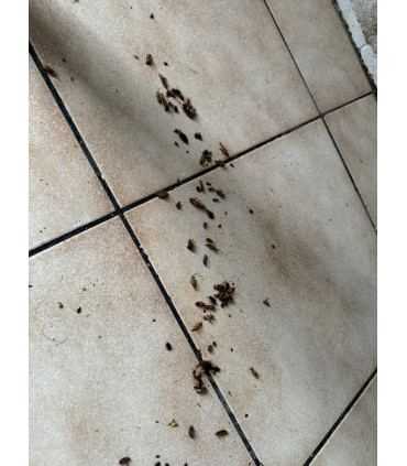 Anti cockroach product - Powerful anti-insecticide!