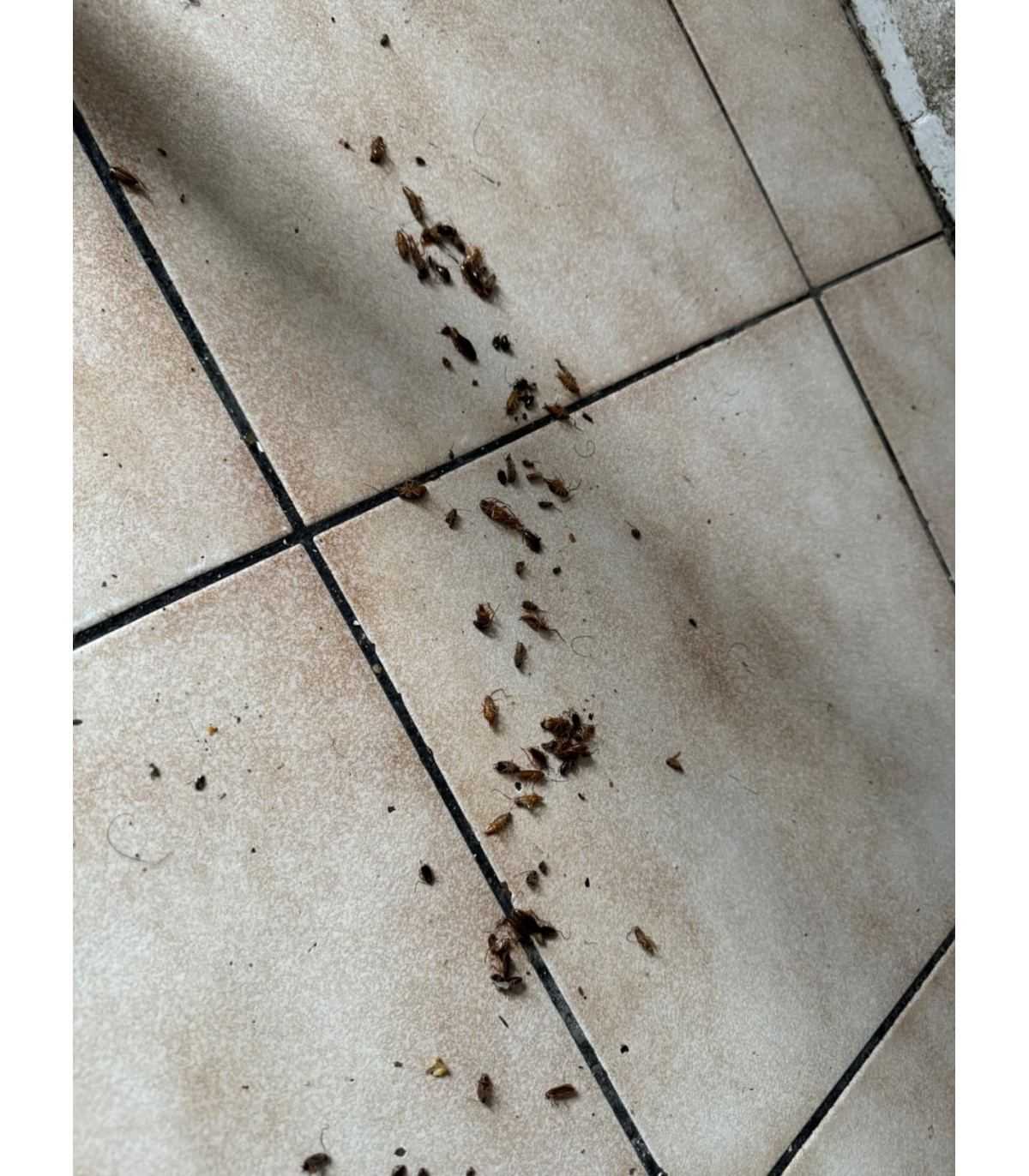 Anti cockroach product - Powerful anti-insecticide!